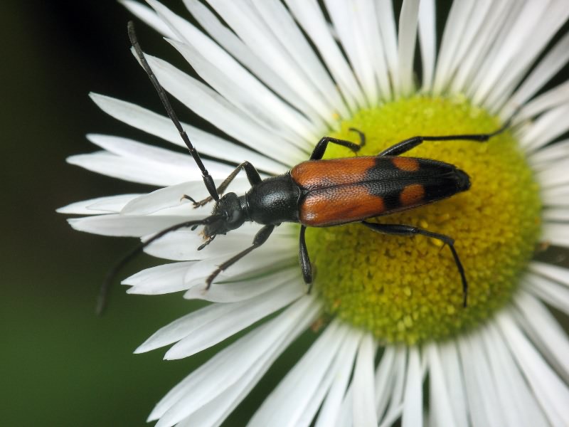 Stenurella bifasciata (Müller, 1776)